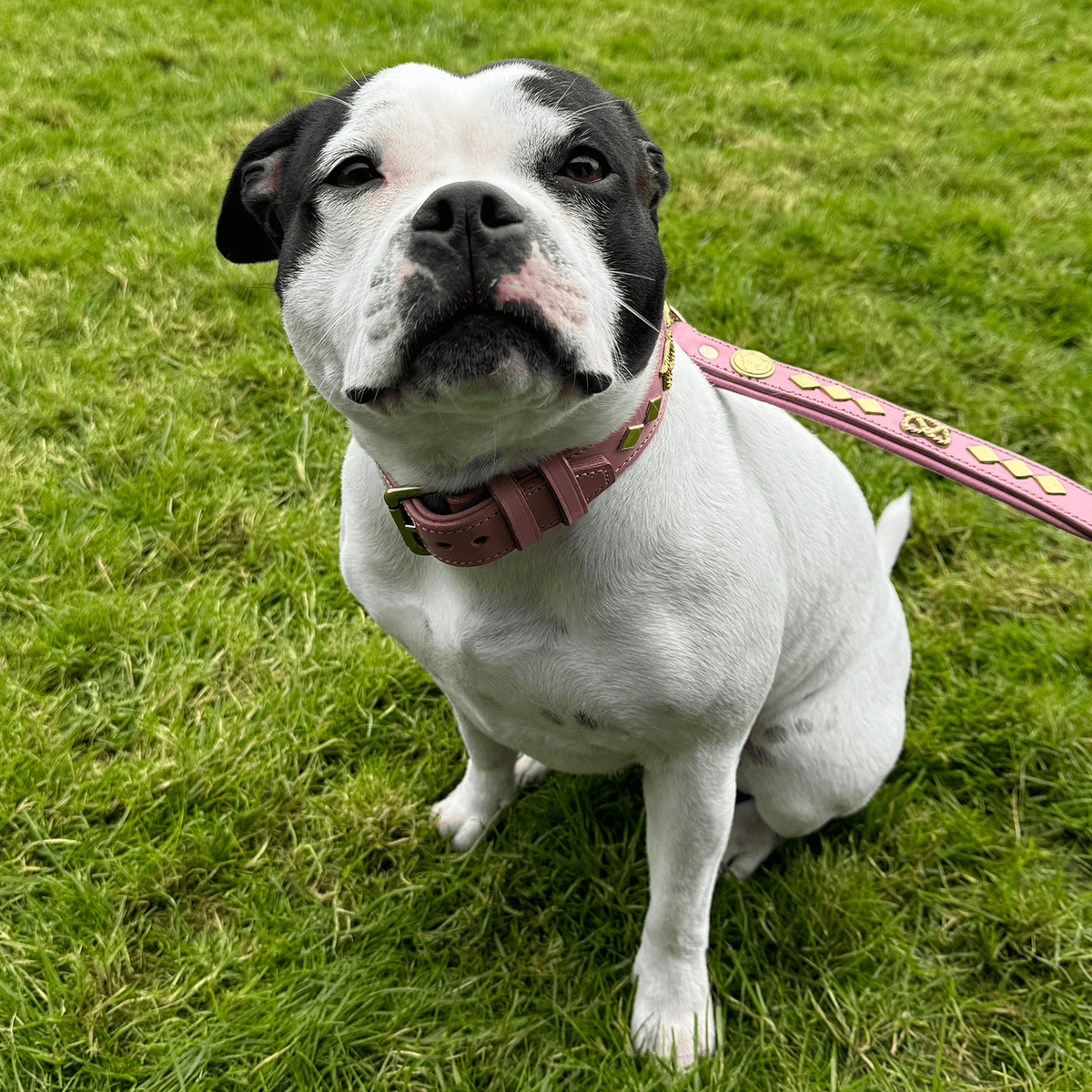 Staffordshire Bull Terrier 1935® Leather Collar & Leash Set - Gentleman Jim - Baby Pink/Gold