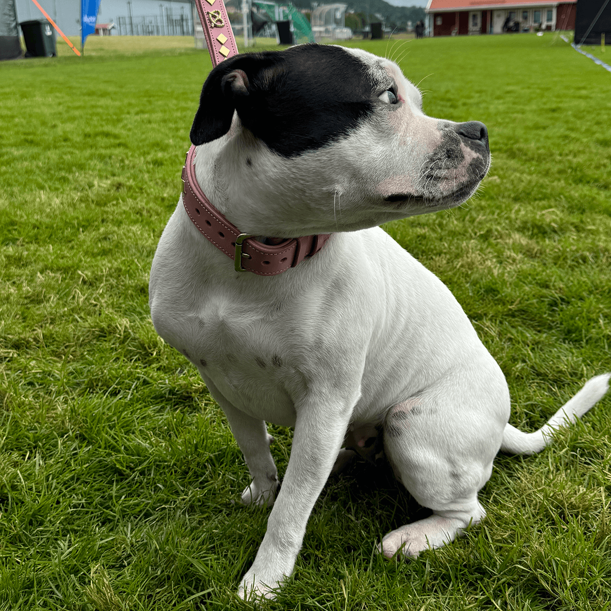 Staffordshire Bull Terrier 1935® Leather Collar & Leash Set - Gentleman Jim - Baby Pink/Gold