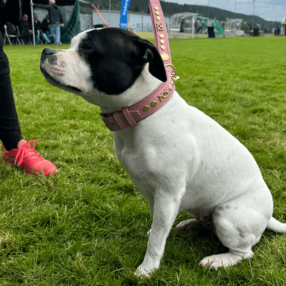 Staffordshire Bull Terrier 1935® Leather Collar & Leash Set - Gentleman Jim - Baby Pink/Gold