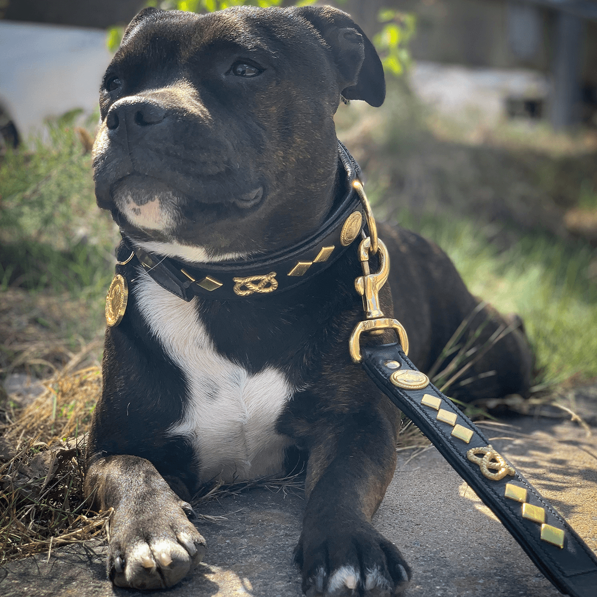 Staffordshire Bull Terrier 1935® Leather Collar & Leash Set - Gentleman Jim - Black/Gold