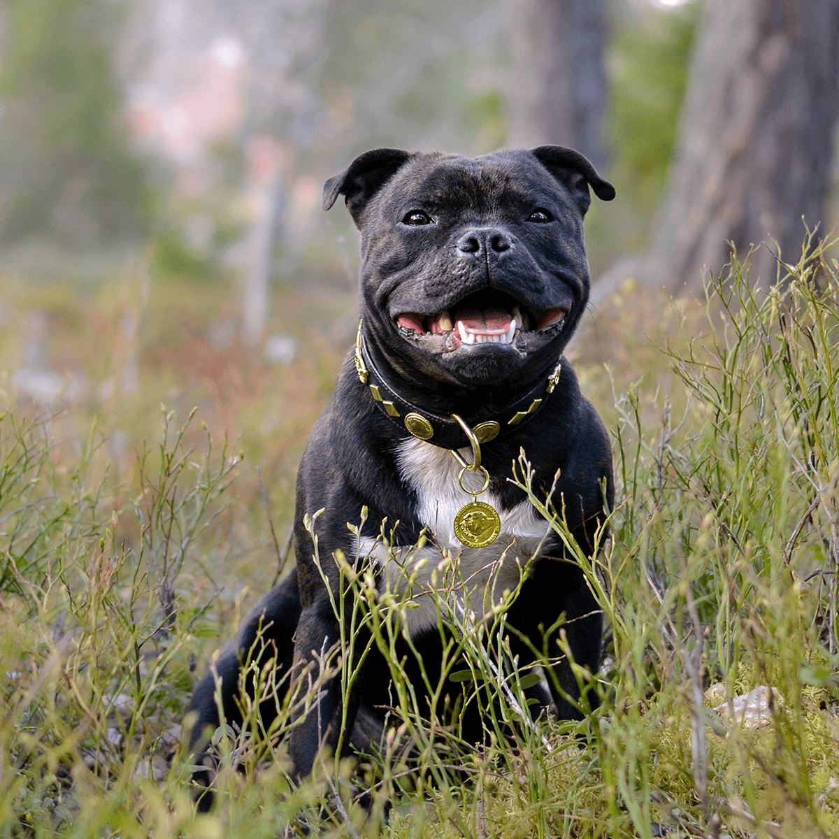 Staffordshire Bull Terrier 1935® Leather Collar & Leash Set - Gentleman Jim - Black/Gold