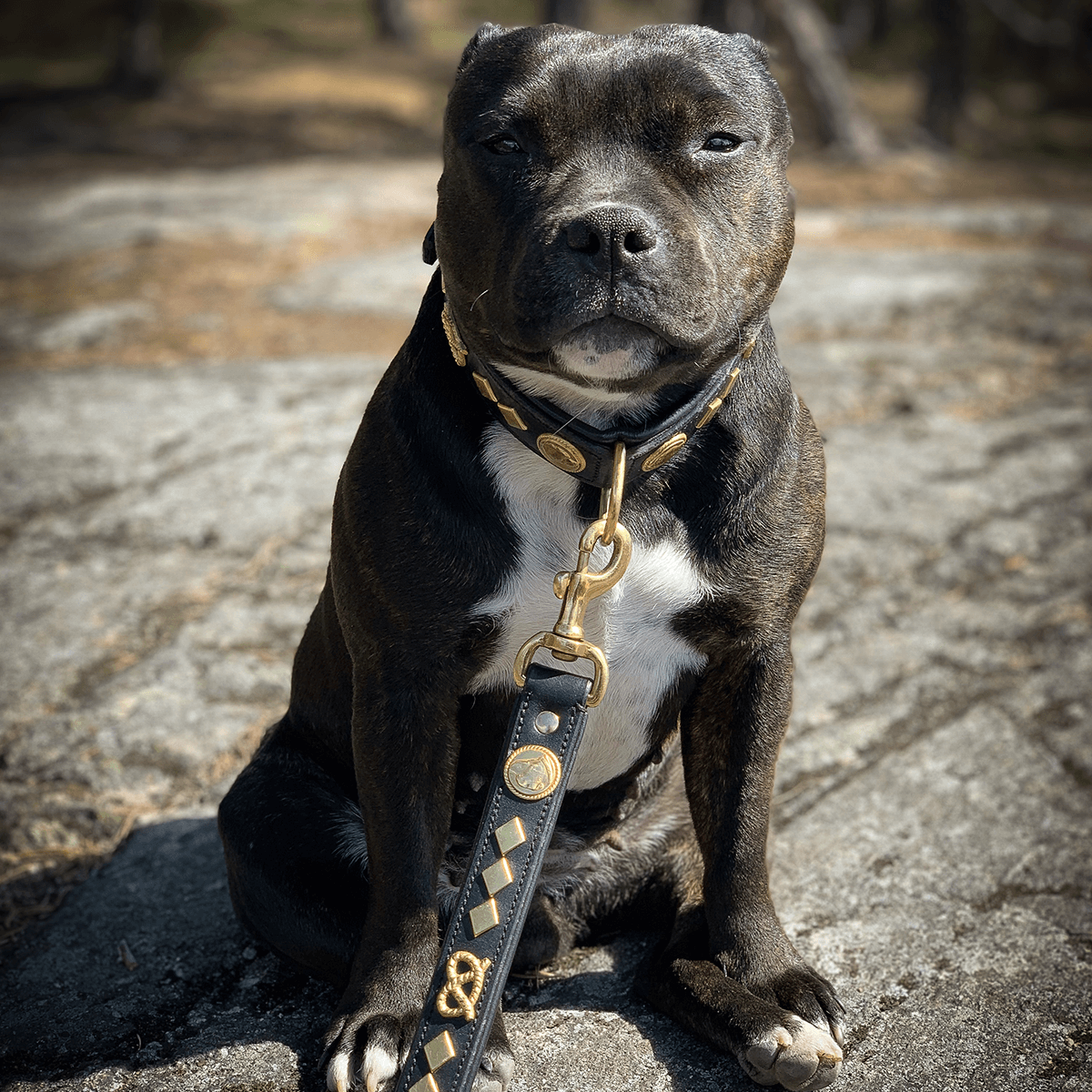 Staffordshire Bull Terrier 1935® Leather Collar & Leash Set - Gentleman Jim - Black/Gold