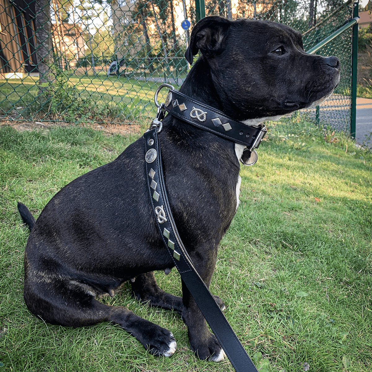 Staffordshire Bull Terrier 1935® Leather Collar & Leash Set - Gentleman Jim - Black/Silver