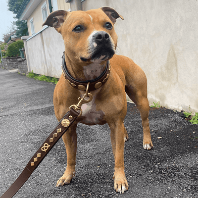 Staffordshire Bull Terrier 1935® Leather Collar & Leash Set - Gentleman Jim - Brown/Gold