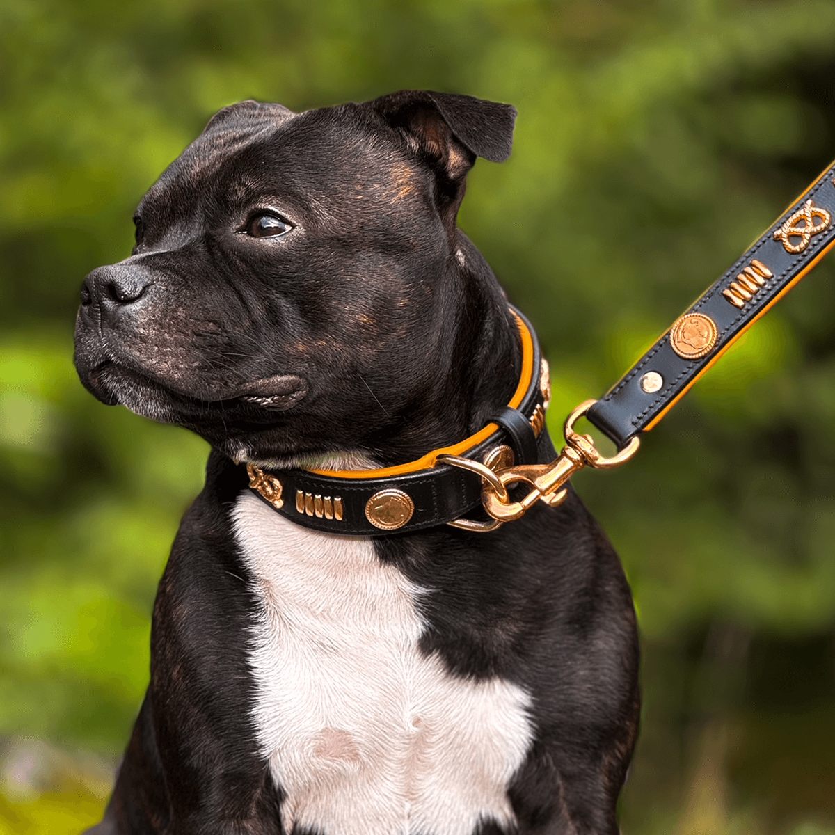 Staffordshire Bull Terrier 1935® Leather Collar & Leash Set - Gladiator - Black & Tan/Rose Gold