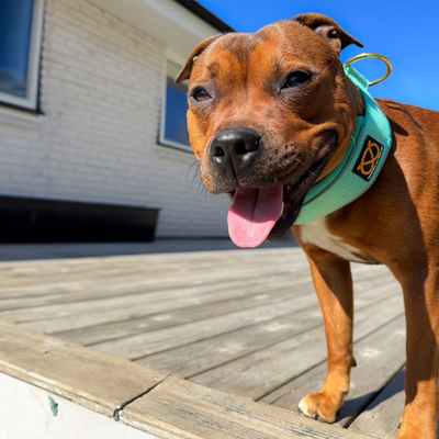 Staffordshire Bull Terrier 1935® Collier Martingale - Ayla Staffany Édition - Turquoise et Or