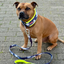 Staffordshire Bull Terrier 1935® Martingale Collar - Night Camo & Neon Yellow