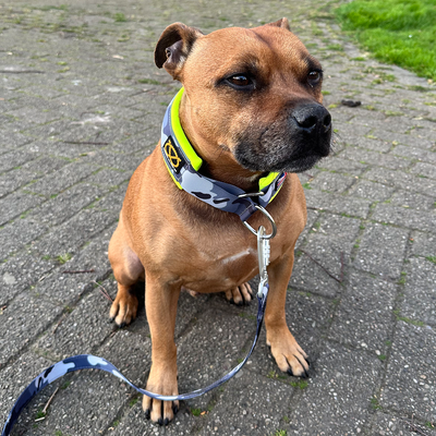 Staffordshire Bull Terrier 1935® Collier Martingale - Nuit Camo & Jaune Fluo