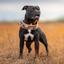 Staffordshire Bull Terrier 1935® Martingale Halsband - Klassisk Camo & Neonorange