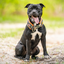 Staffordshire Bull Terrier 1935® Martingale Halsband - Klassisk Camo & Neonorange