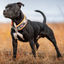 Staffordshire Bull Terrier 1935® Martingale Halsband - Klassisk Camo & Neonorange