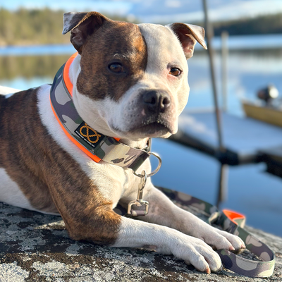 Staffordshire Bull Terrier 1935® Collier Martingale - Classique Camo et Orange Fluo