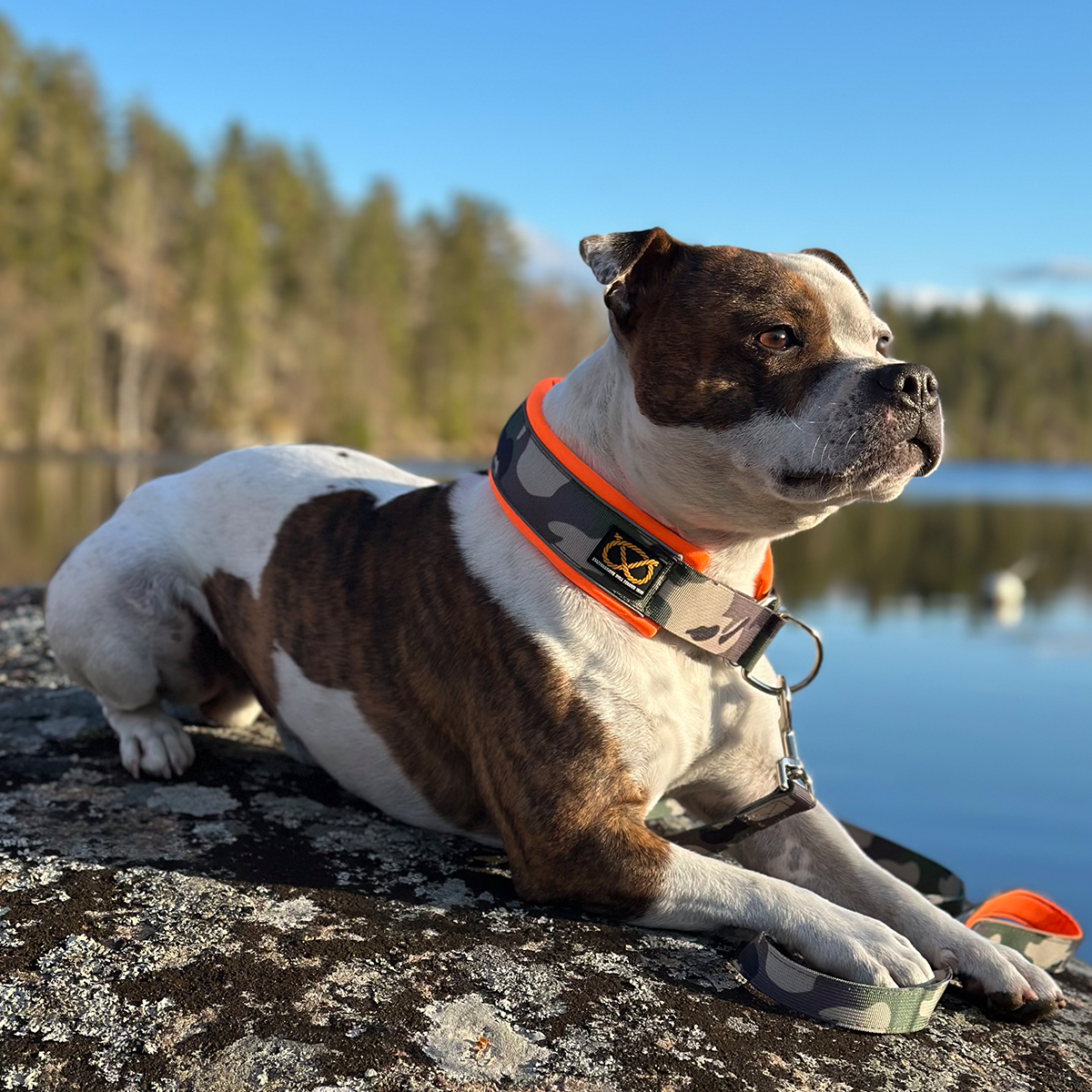 Staffordshire Bull Terrier 1935® Martingale Halsband - Klassisk Camo & Neonorange