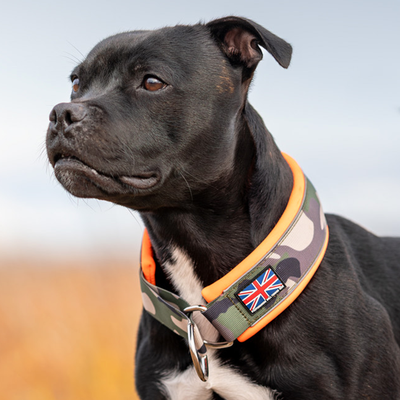 Staffordshire Bull Terrier 1935® Collier Martingale - Classique Camo et Orange Fluo