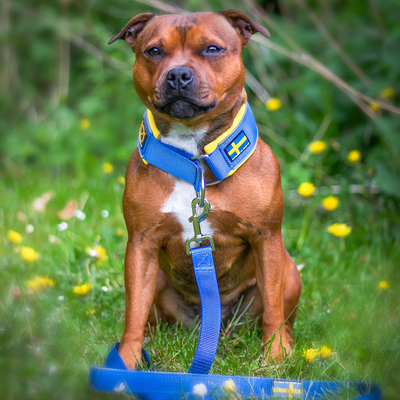 Staffordshire Bull Terrier 1935® Collier Martingale - Édition Sweden - Bleu Royal et Jaune