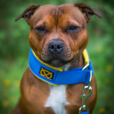 Staffordshire Bull Terrier 1935® Collier Martingale - Bleu Royal et Jaune - UK