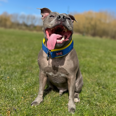 Staffordshire Bull Terrier 1935® Collier Martingale - Bleu Royal et Jaune - UK