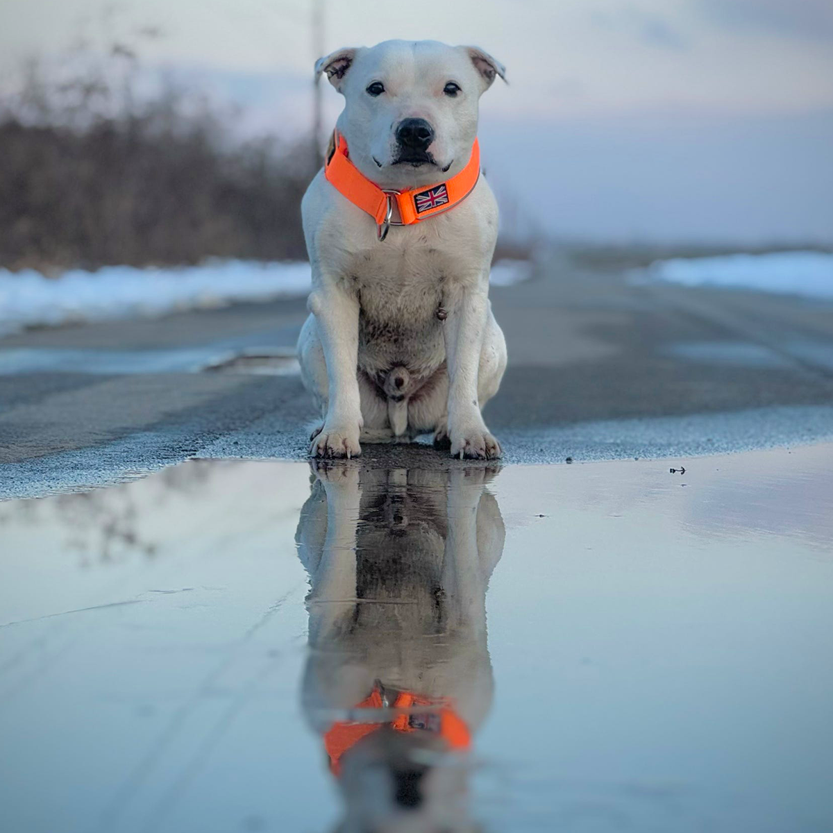 Staffordshire Bull Terrier 1935® Martingale Halsband - Orange