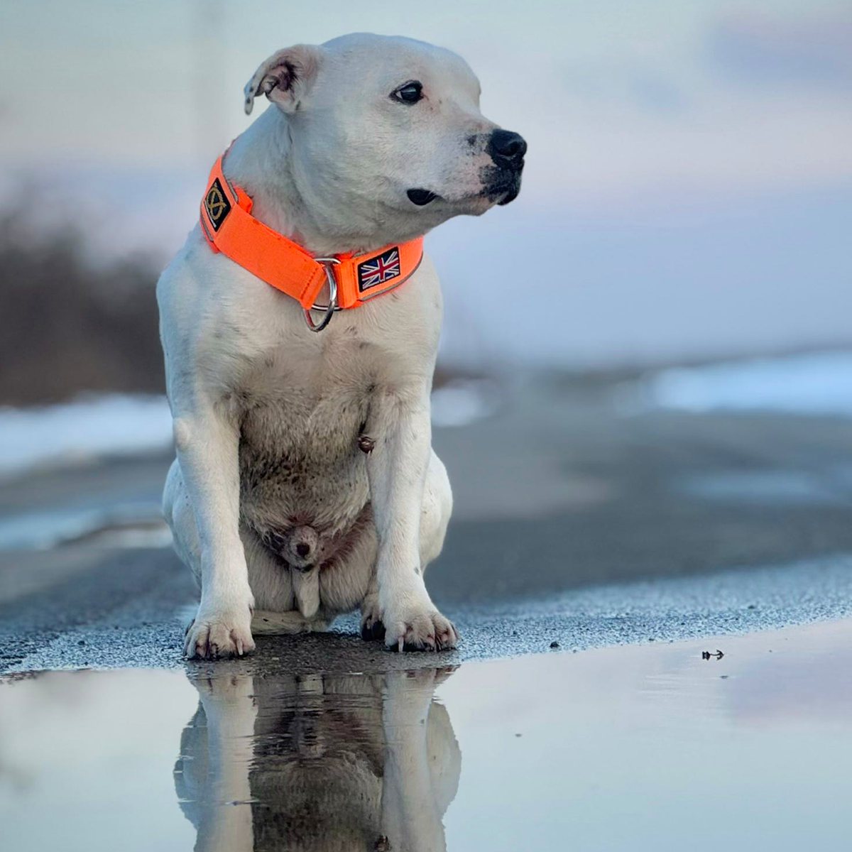 Staffordshire Bull Terrier 1935® Martingale Halsband - Orange