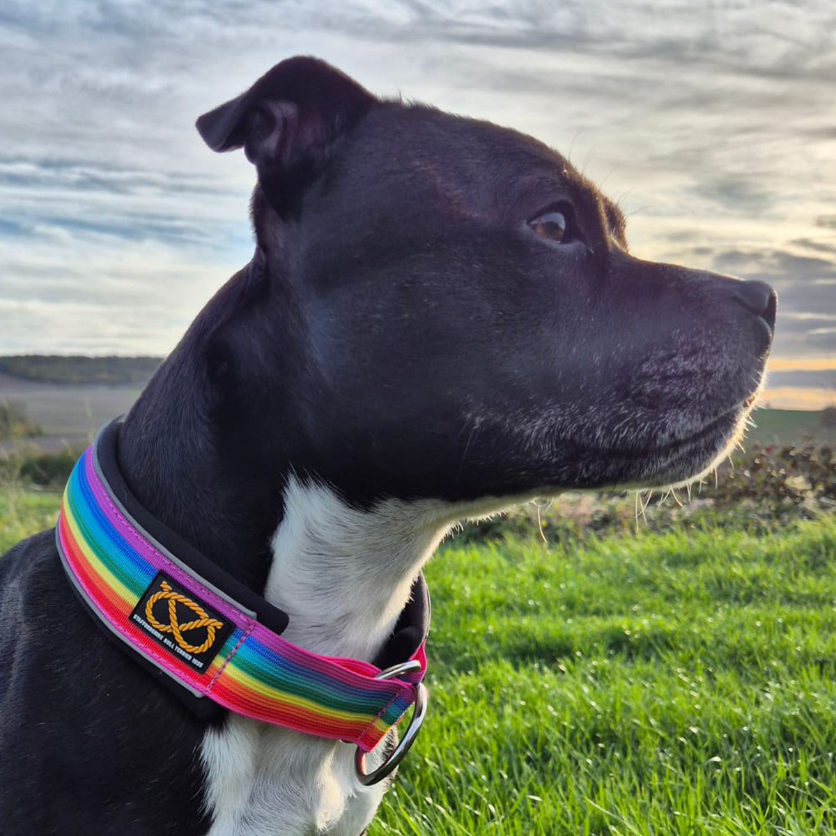 Staffordshire Bull Terrier 1935® Martingale Halsband - Rainbow Edition