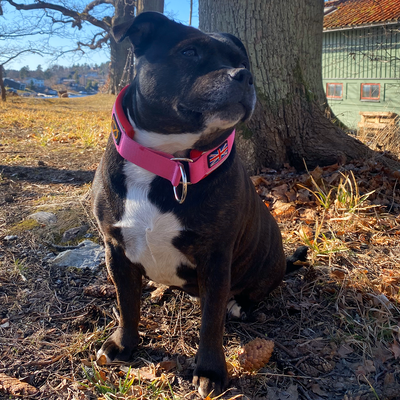 Staffordshire Bull Terrier 1935® Martingale Halsband - Lipstick Edition - Rosa & Röd