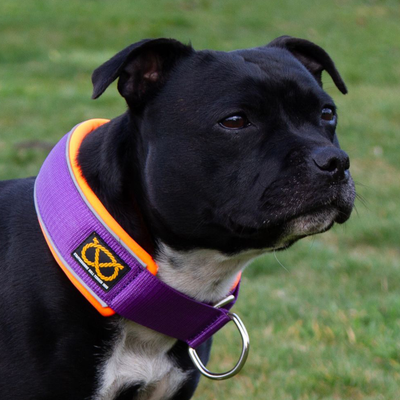 Staffordshire Bull Terrier 1935® Martingale Halsband - Mörklila & Neonorange