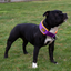 Staffordshire Bull Terrier 1935® Martingale Collar - Dark Purple & Neon Orange