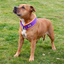 Staffordshire Bull Terrier 1935® Martingale Collar - Dark Purple & Neon Orange