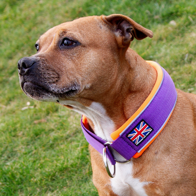 Staffordshire Bull Terrier 1935® Collier Martingale - Violet et Orange Fluo