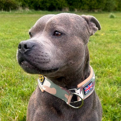 Staffordshire Bull Terrier 1935® Martingale Collar - Sand Camo