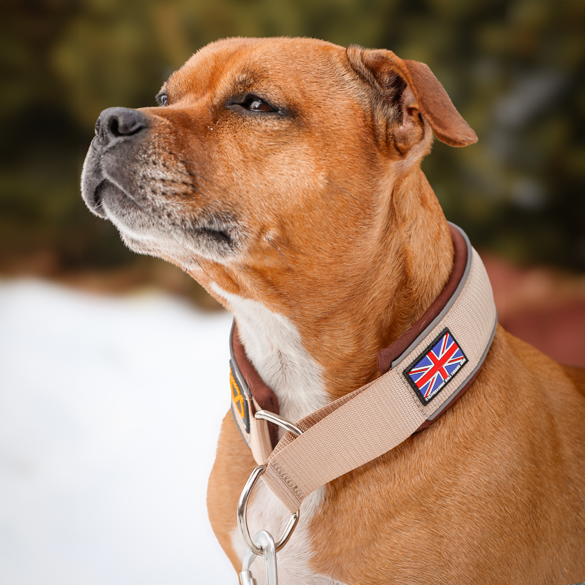 Staffordshire Bull Terrier 1935® Martingale Collar - Tahvo's Milkshake Edition - Beige & Chocolate