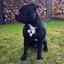 Staffordshire Bull Terrier 1935® Namnbricka med Paracord - Antik