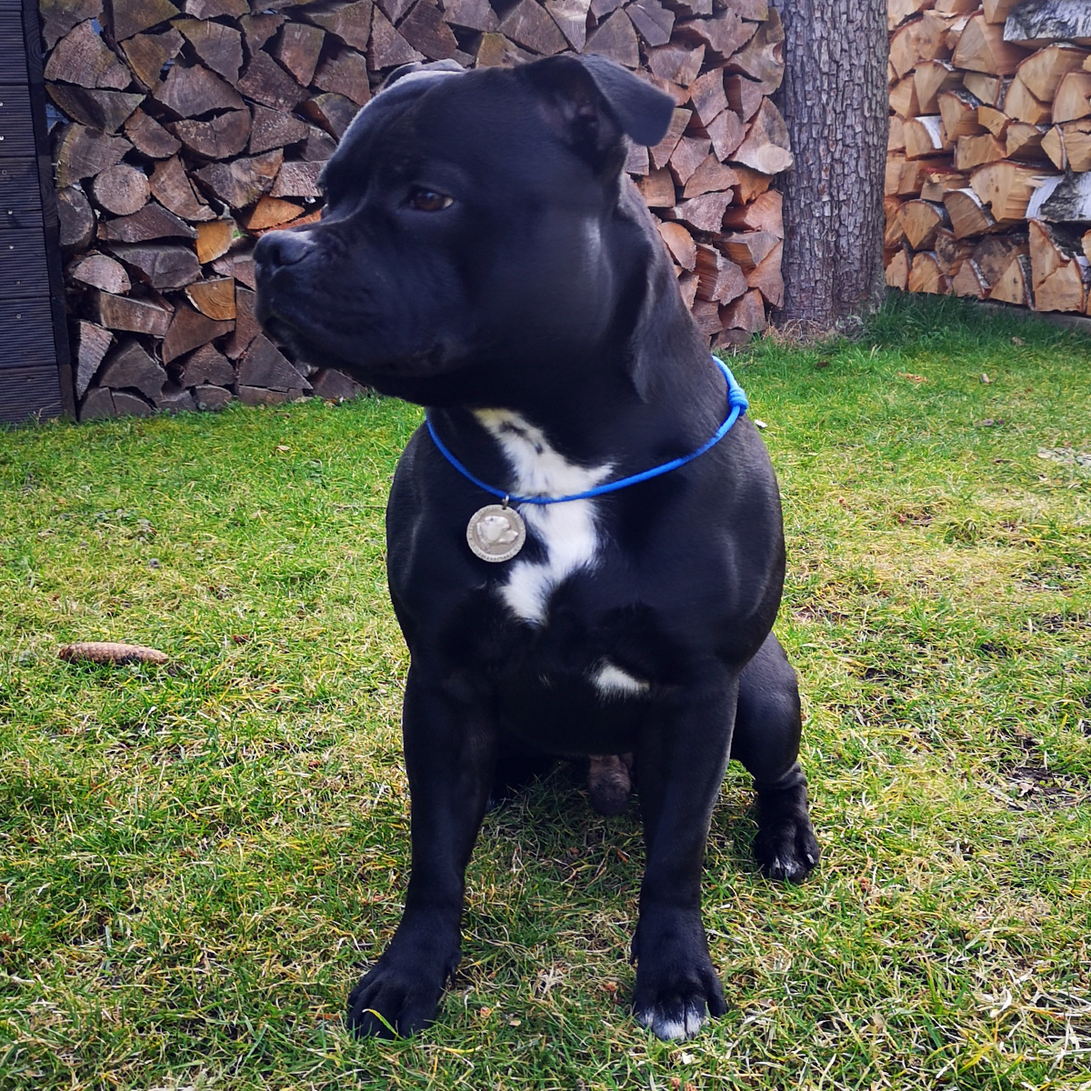 Staffordshire Bull Terrier 1935® Namnbricka med Paracord - Antik
