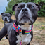 Staffordshire Bull Terrier 1935® Collier Nylon - Arc-en-Ciel