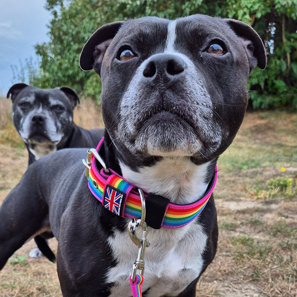 Staffordshire Bull Terrier 1935® Collier Nylon - Arc-en-Ciel