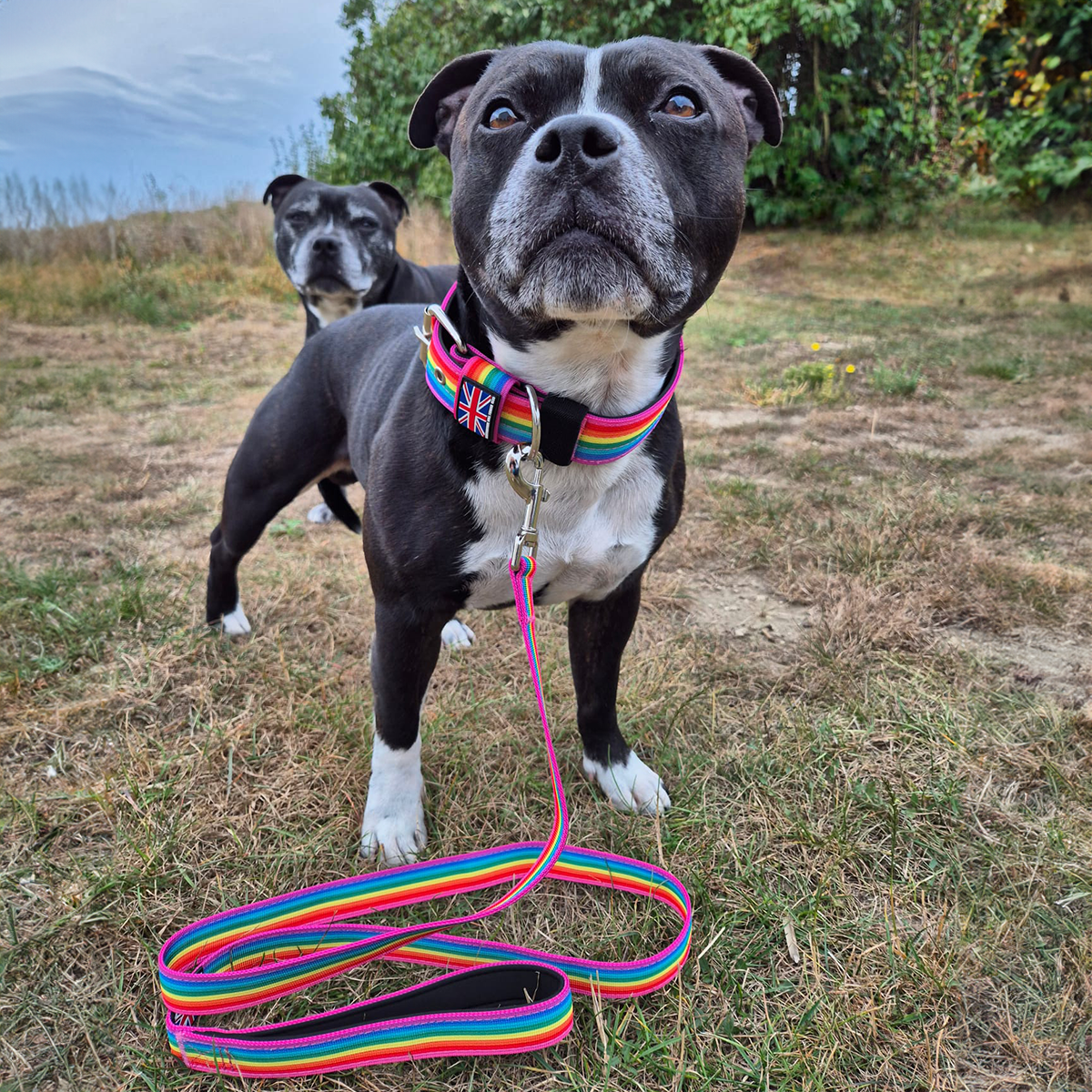Staffordshire Bull Terrier 1935® Collier Nylon - Arc-en-Ciel