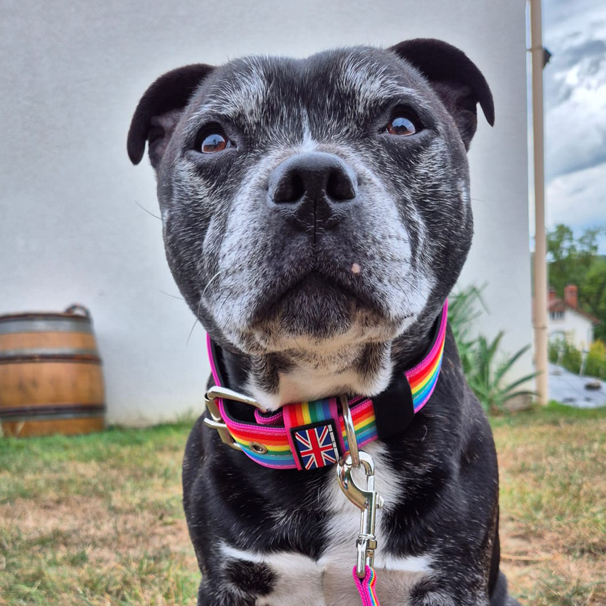 Staffordshire Bull Terrier 1935® Collier Nylon - Arc-en-Ciel