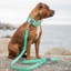 Staffordshire Bull Terrier 1935® Nylon Collar - Ayla Staffany Edition - Turquoise & Gold