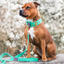 Staffordshire Bull Terrier 1935® Nylon Collar - Ayla Staffany Edition - Turquoise & Gold