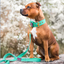Staffordshire Bull Terrier 1935® Nylon Collar - Ayla Staffany Edition - Turquoise & Gold