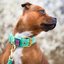 Staffordshire Bull Terrier 1935® Nylon Collar - Ayla Staffany Edition - Turquoise & Gold