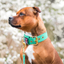 Staffordshire Bull Terrier 1935® Nylon Collar - Ayla Staffany Edition - Turquoise & Gold