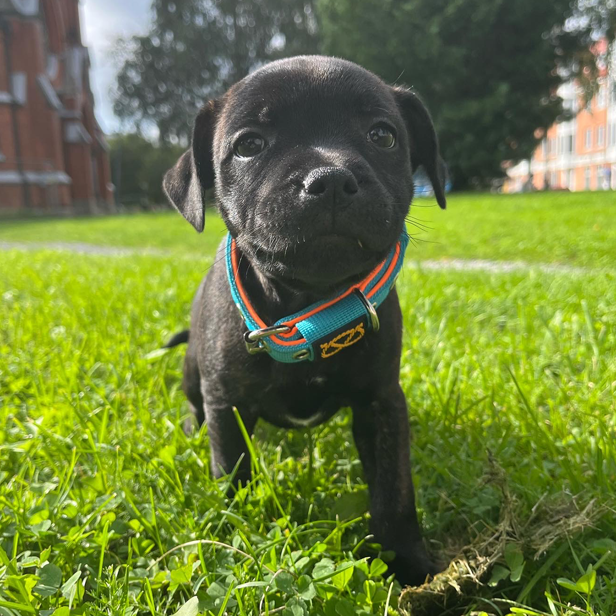 Staffordshire Bull Terrier 1935® Collier et Laisse Chiot - Édition Alvin - Aqua et Orange Fluo