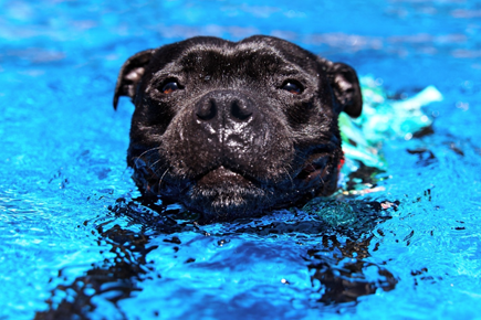 Staffordshire Bull Terrier Activities Swim