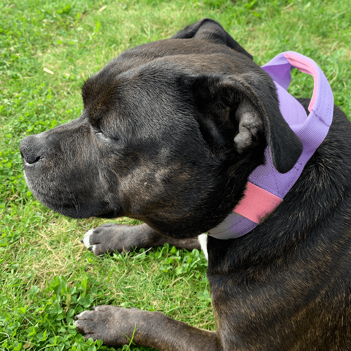 Staffordshire Bull Terrier Nylon Collar with Handle - Staffordshire Bull Terrier 1935®