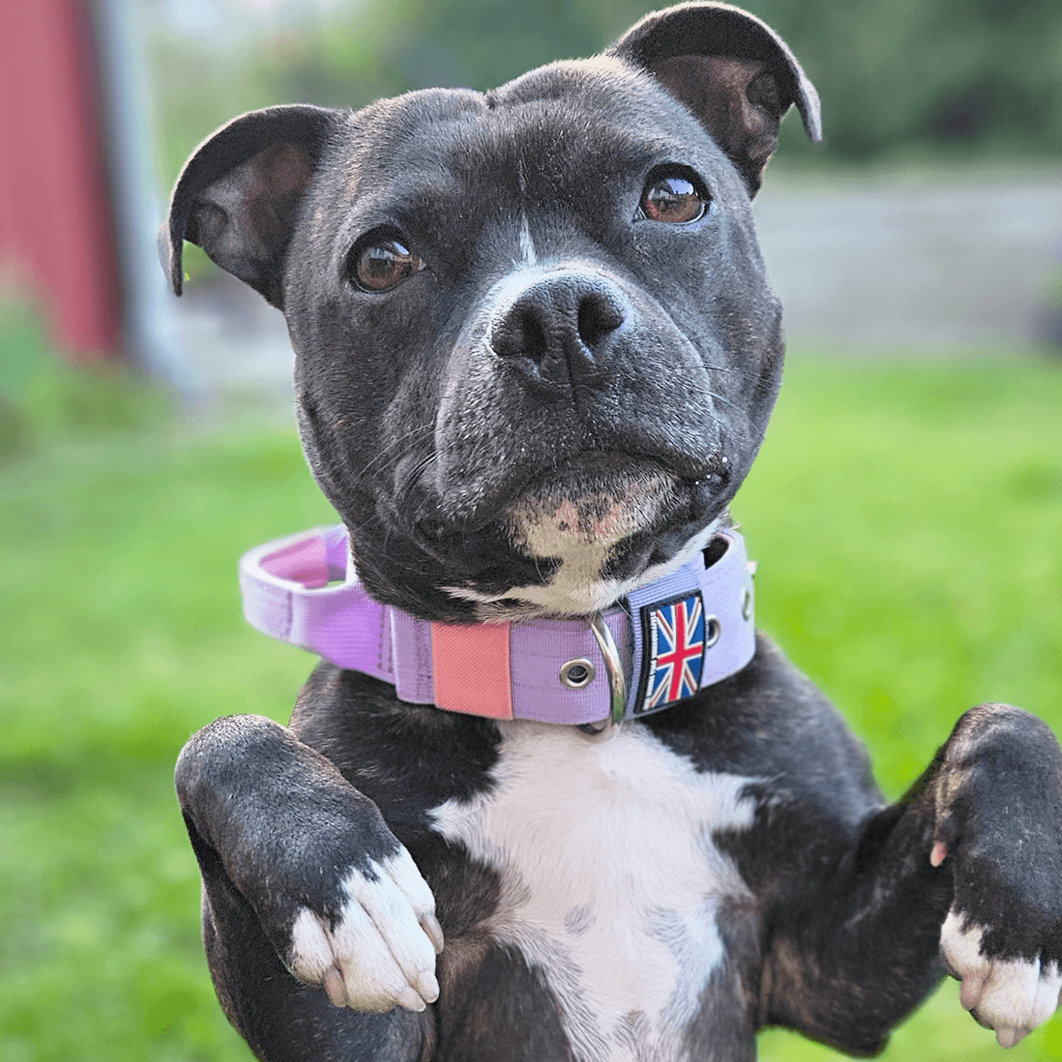 Staffordshire Bull Terrier Nylon Collar with Handle - Staffordshire Bull Terrier 1935®