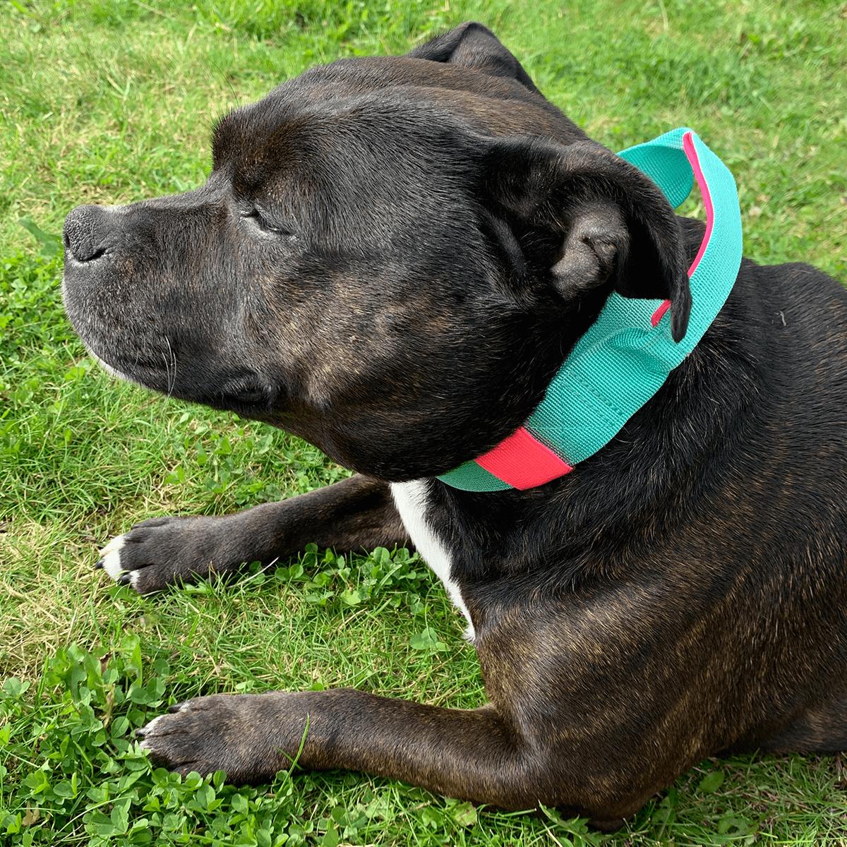 Staffordshire Bull Terrier Nylon Collar with Handle - Staffordshire Bull Terrier 1935®