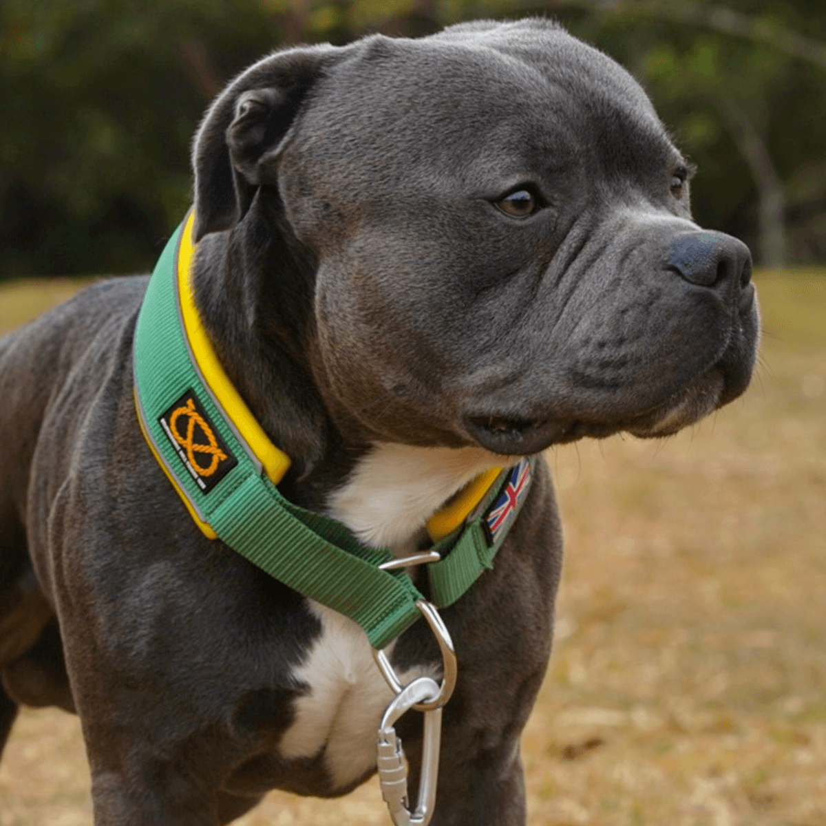 Martingale Half Choke Collar Staffordshire Bull Terrier 1935®