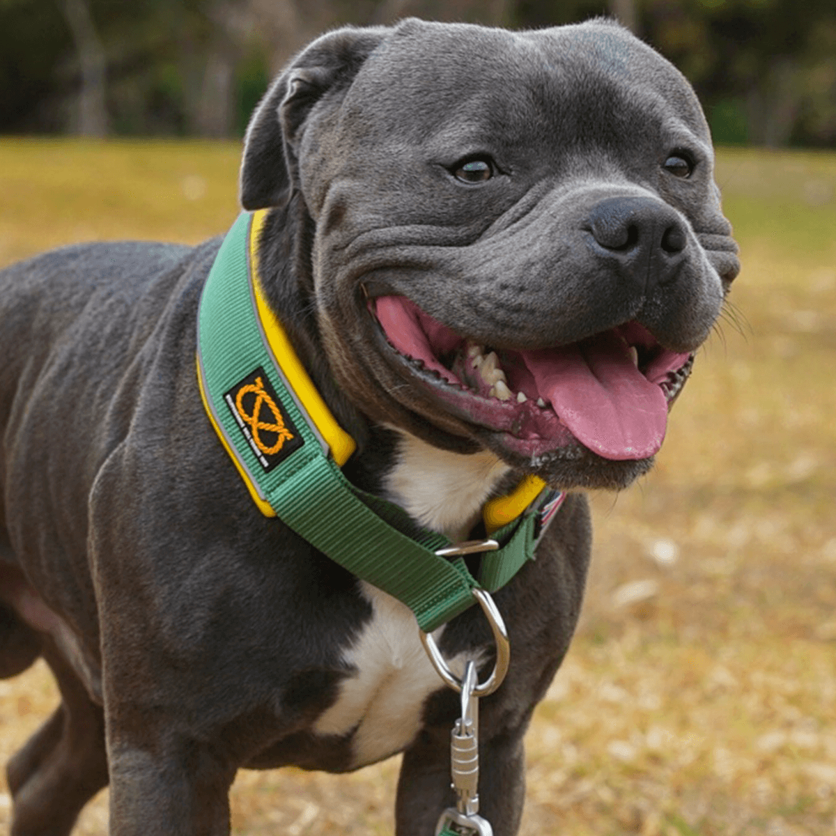 Martingale Half Choke Collar Staffordshire Bull Terrier 1935®