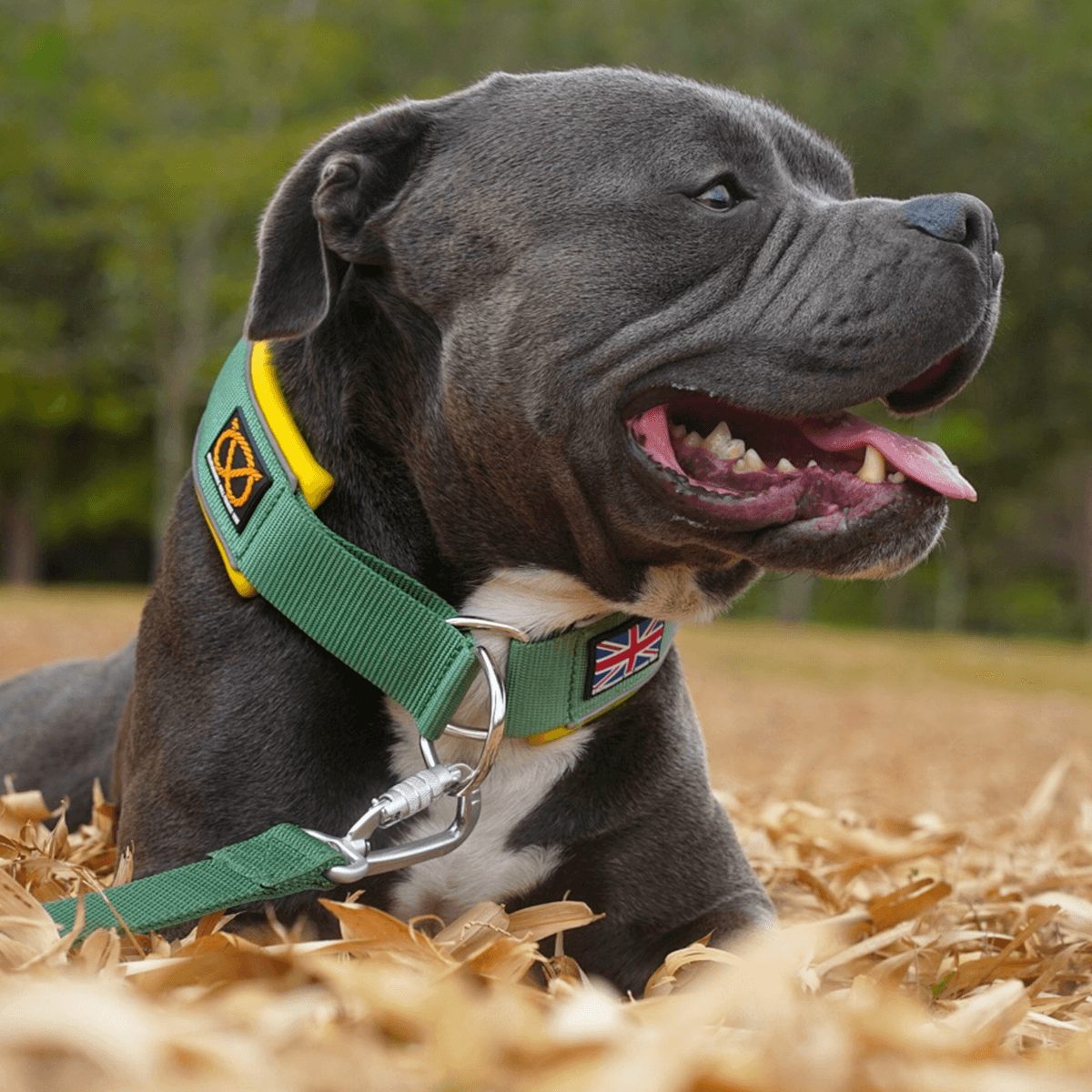 Martingale Half Choke Collar Staffordshire Bull Terrier 1935®